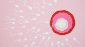 Fertility