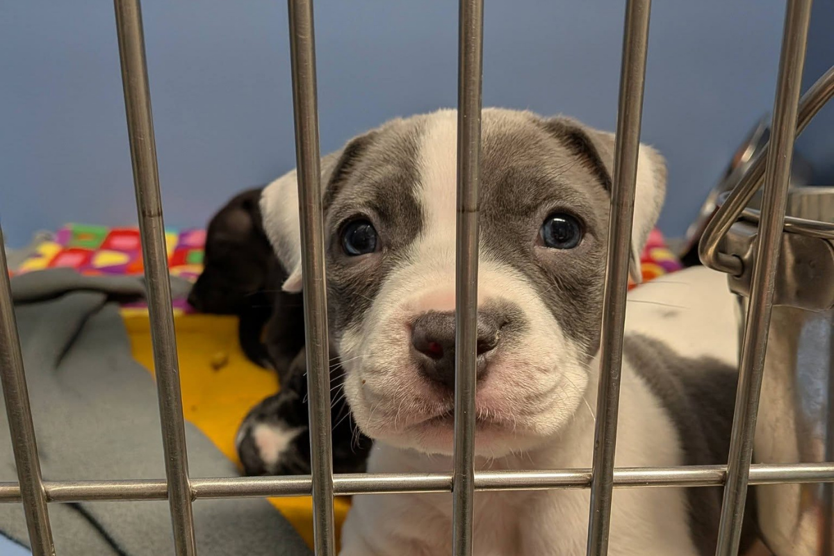 Coachella Sparks Fury After Threatening Animal Shelter Over 'Pawchella' Fundraiser Name: 'This Is So Petty'