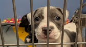 Dearborn Animal Shelter is raising money for homeless dogs