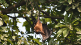 Bat