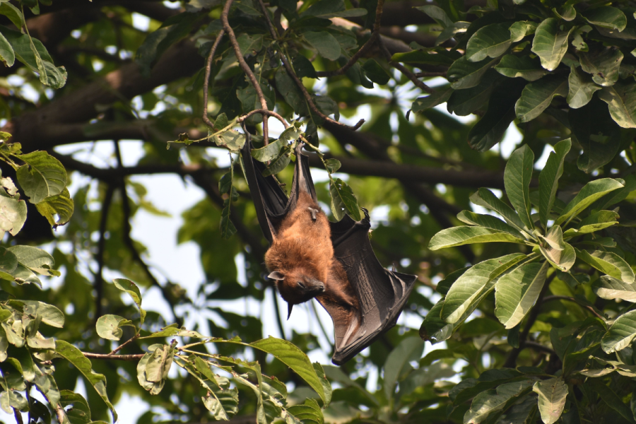 Bat