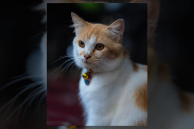 Felix the Cat