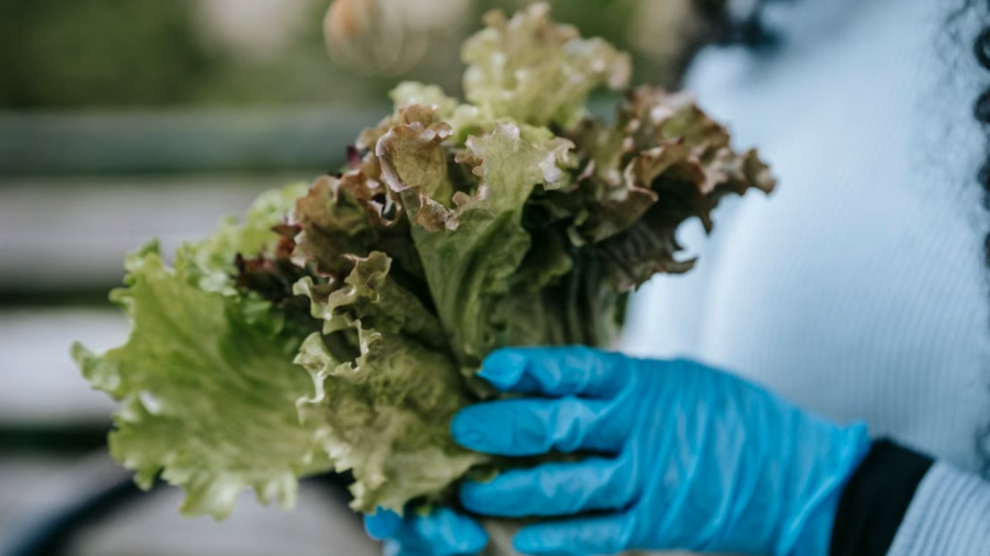 Largest Cyclospora Outbreak