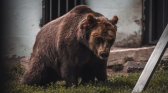 Grizzly Attack on Glacier National Park