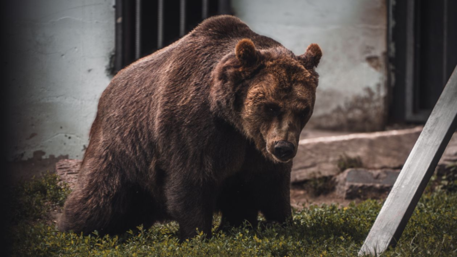 Grizzly Attack on Glacier National Park