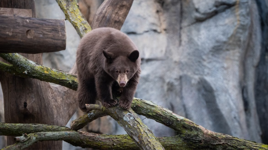 Bear On Top Of A Pole Dies