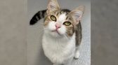 Avril Lavigne's cat lookalike
