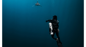 Shark Attack