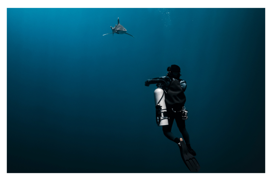 Shark Attack