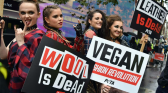 Wool protest