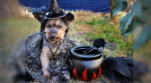 Dogs in Halloween costumes